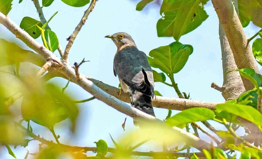 Common cuckoo